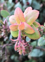 Arctostaphylos pajaroensis