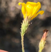 Benitoa occidentalis
