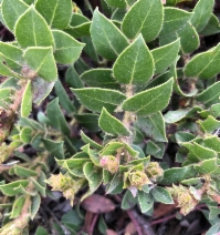 Arctostaphylos imbricata