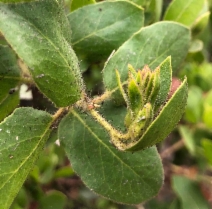 Arctostaphylos virgata