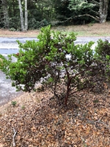 Arctostaphylos virgata