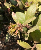 Arctostaphylos crustacea ssp. rosei