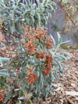 Eriogonum Xblissianum