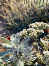 Eriogonum Xblissianum