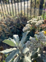 Eriogonum Xblissianum