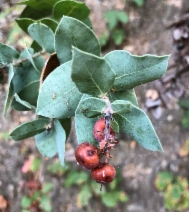 Arctostaphylos pechoensis