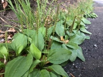 Plantago major