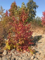 Liquidambar styraciflua