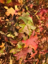 Liquidambar styraciflua