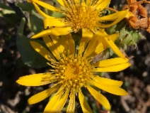 Grindelia stricta var. platyphylla