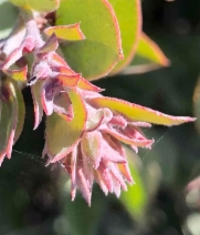 Arctostaphylos luciana