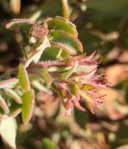 Arctostaphylos nissenana
