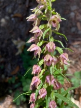 Epipactis helleborine