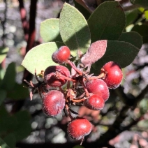Arctostaphylos auriculata