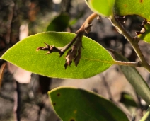 Arctostaphylos stanfordiana ssp. stanfordiana