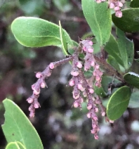 Arctostaphylos densiflora