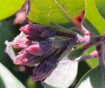 Arctostaphylos canescens ssp. sonomensis
