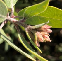 Arctostaphylos canescens ssp. sonomensis
