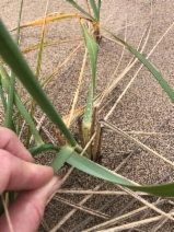 Elymus mollis ssp. mollis