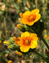 Mentzelia veatchiana