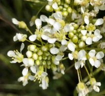 Lepidium draba