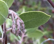 Arctostaphylos manzanita ssp. manzanita