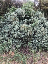 Arctostaphylos mewukka