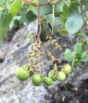 Arctostaphylos mewukka ssp. mewukka