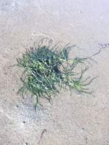 Zostera marina