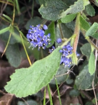 Ceanothus diversifolius