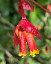 Lonicera involucrata var. ledebourii - Calflora