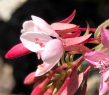 Eremothera boothii ssp. decorticans