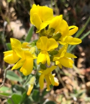 Thermopsis californica var. californica