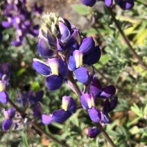 Lupinus albifrons var. collinus