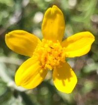 Eriophyllum jepsonii
