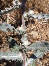 Cirsium pastoris