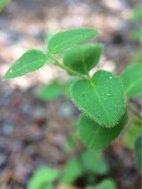 Lonicera hispidula