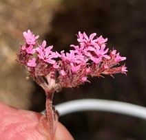 Chorizanthe xanti