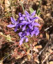 Eriastrum pluriflorum ssp. pluriflorum