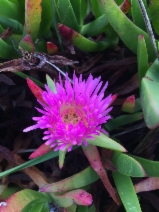 Carpobrotus edulis