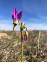 Dodecatheon clevelandii ssp. sanctarum