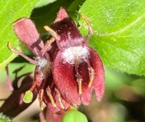 Lonicera conjugialis - Calflora