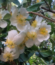 Carpenteria californica