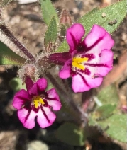 Mimulus layneae