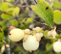 Symphoricarpos albus var. laevigatus