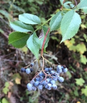 Sambucus nigra ssp. caerulea