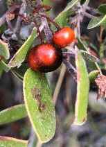 Arctostaphylos hookeri