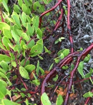 Arctostaphylos hookeri