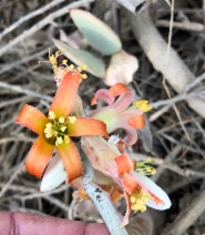 Cotyledon orbiculata