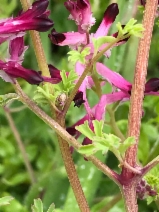 Fumaria officinalis